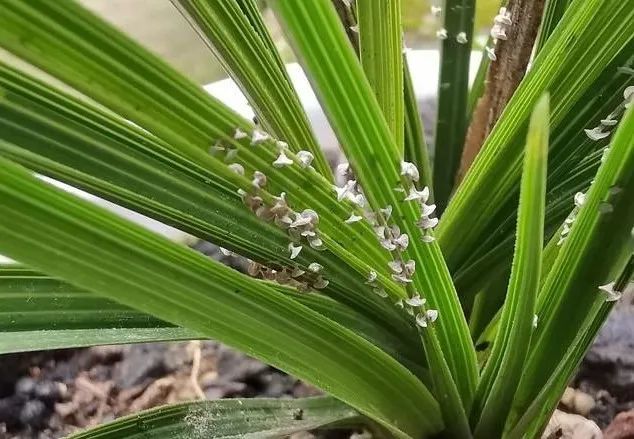 兰花叶片出现这种白点,不要当介壳虫,否则很快"光盆"