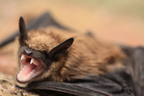 你知道在山洞中的蝙蝠,为什么都是倒挂着睡觉吗