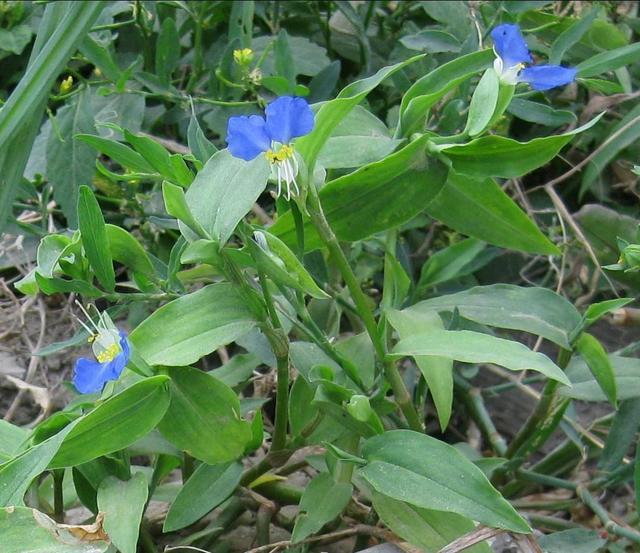 户外常见的野花,叶子青翠欲滴似竹叶,开花却是淡蓝色