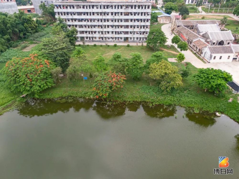 连日来, 博白县龙潭中学校园内的七棵凤凰树, 竟然有六棵开满了火红