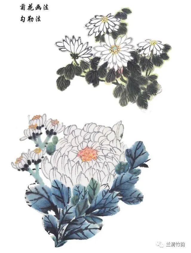 菊花详细绘画技法解析