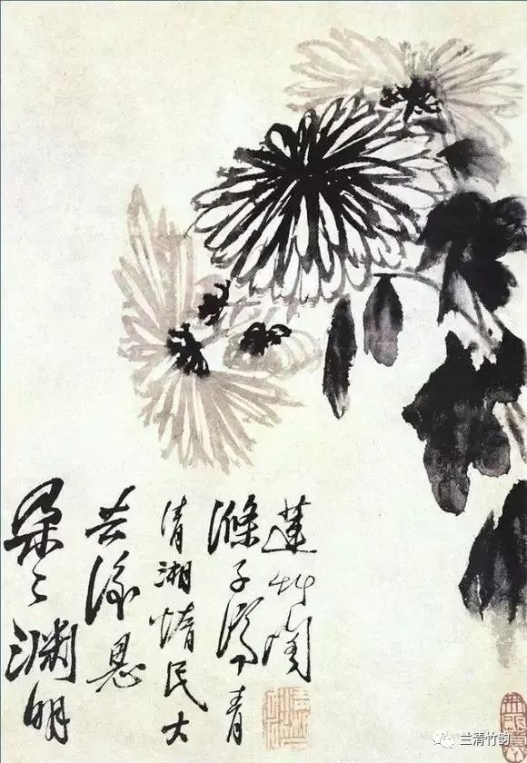 菊石图 八大山人(1626-1705)