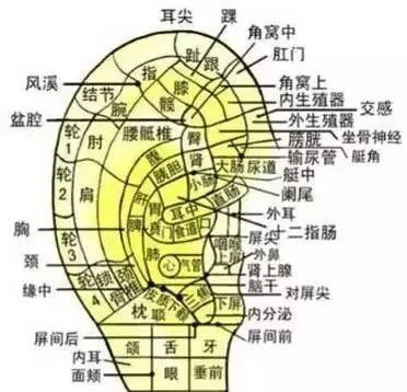新研究！耳朵的秘密，让人吃一惊！看看你是不是长寿耳