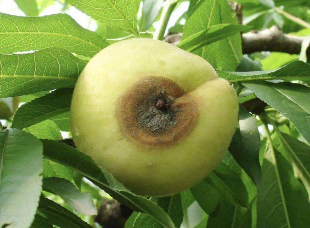 桃树褐腐病,桃农种植高品质果子拦路虎,如何来预防效果好?