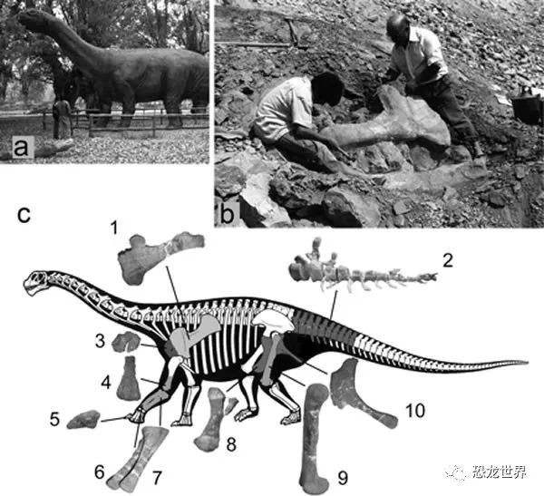所有的恐龙复原开始于化石骨头,如果古生物学家们足够幸运,会找到一