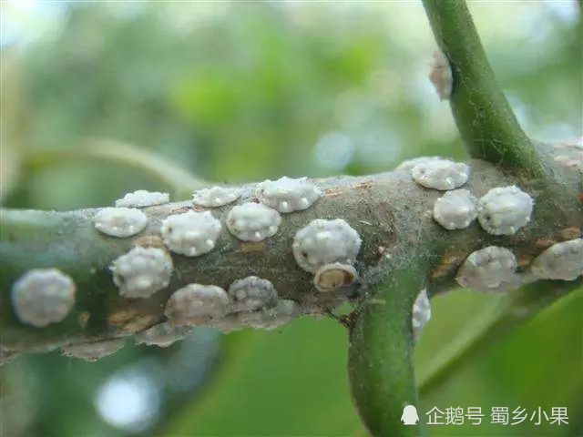 介壳虫危害猕猴桃出现枝干干枯,被害果实无商品价值,该怎么防治