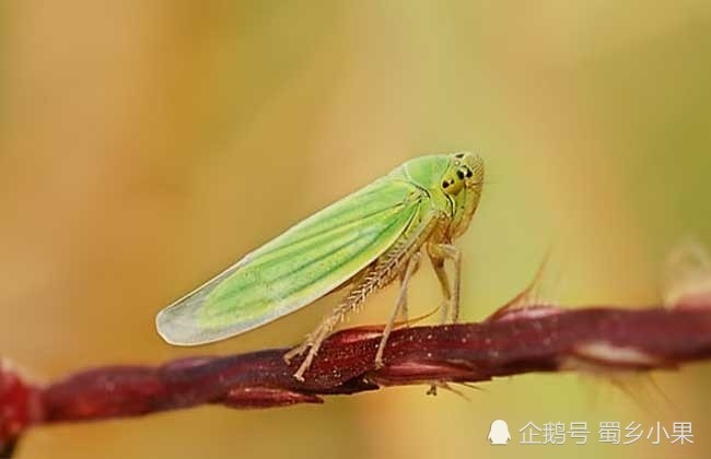 叶蝉类是危害猕猴桃的重要虫害之一,常见种类有20余种,其中在猕猴桃