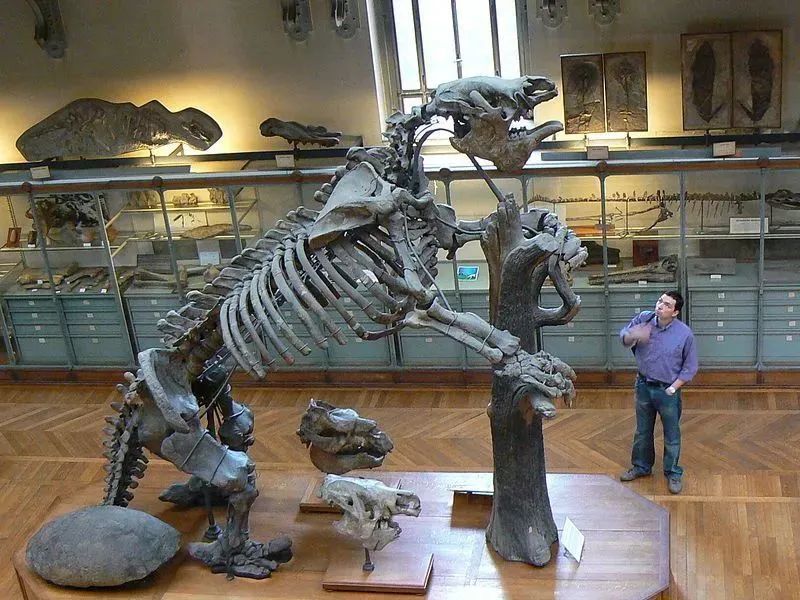 美洲大地懒(megatherium americanum)骨架,它的体型与大象接近.