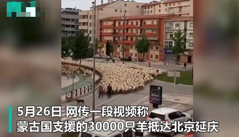 较真|蒙古国支援的3万只羊抵达北京？视频实际发生在西班牙