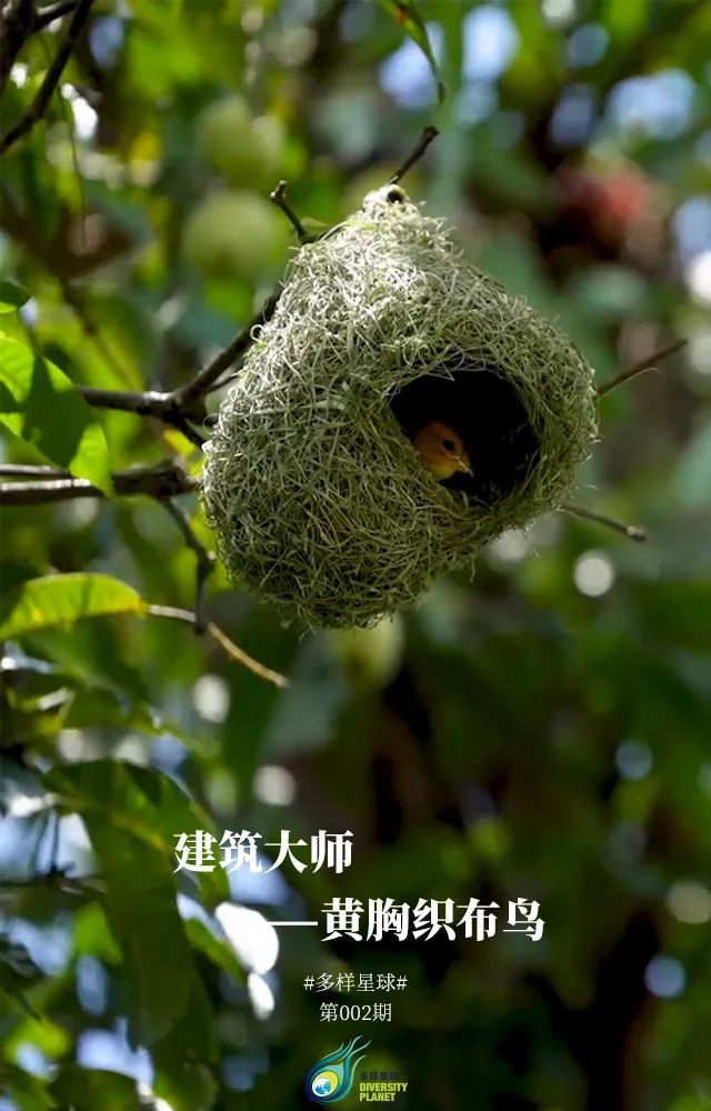 黄胸织布鸟的自建"双层大别墅"