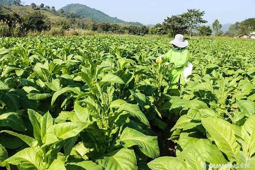 香烟很多人都抽过,但烟草怎么种植的你知道吗,可不像种红薯那样哦