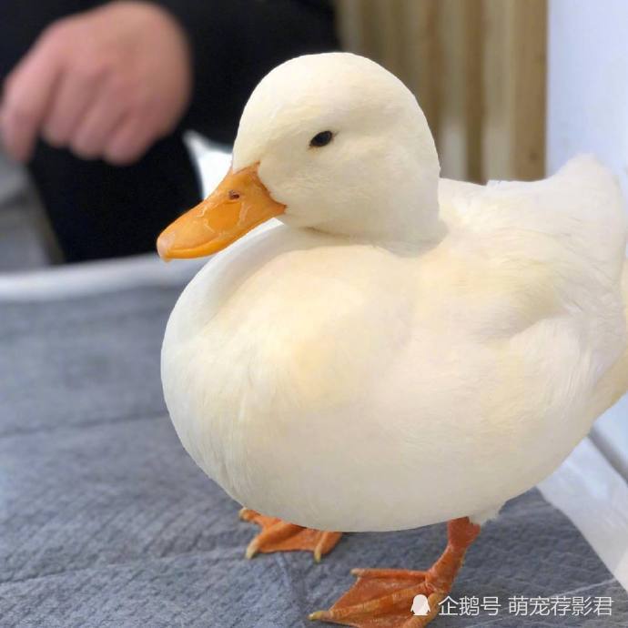 心情不好的时候,看到这么白白的可爱的鸭鸭,可以说真的超治愈了!