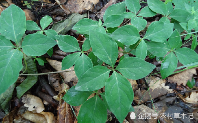 它便是珍贵的"奶参",竹林可见,请辨认外貌,别当杂草