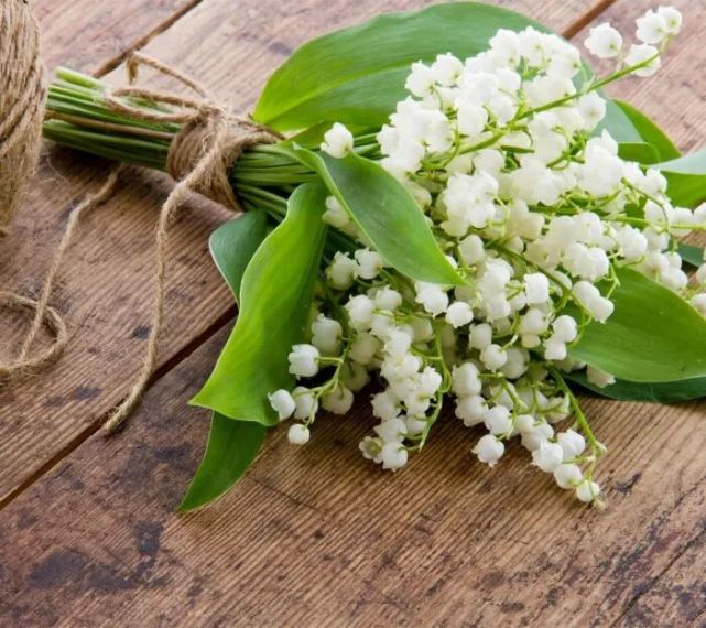 英国凯特王妃婚礼上捧花——铃兰花