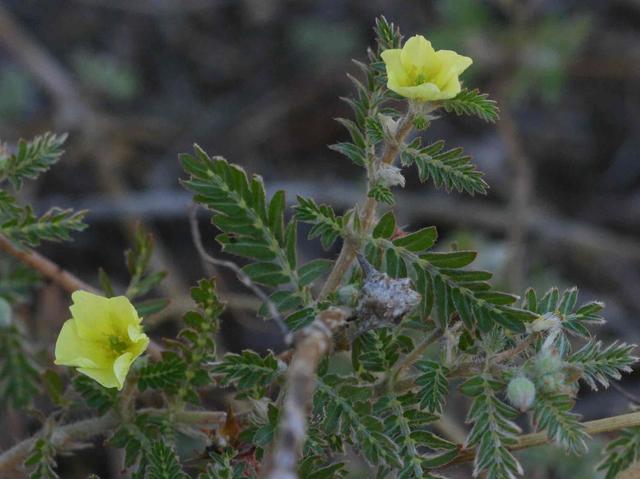 黄芪和农村的野刺蒺藜是一种植物吗?