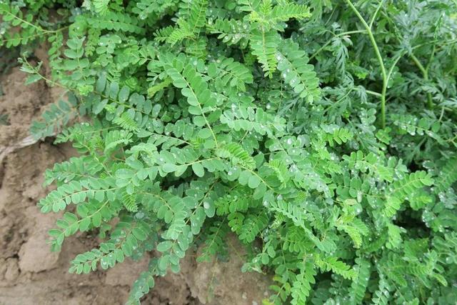 黄芪和农村的野刺蒺藜是一种植物吗?