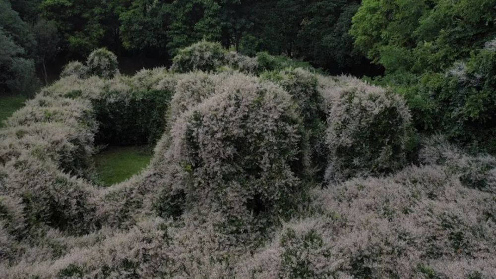 小楼千年白花鱼藤开花啦!