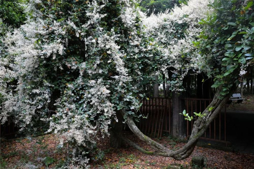 小楼千年白花鱼藤开花啦!