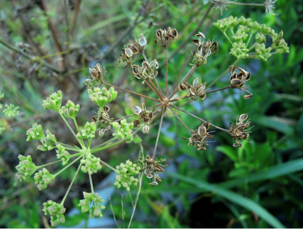 荒野维生野菜系列—白花前胡