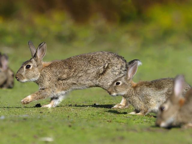 可能有人会说了,澳洲所有的野兔都是由最开始的那点兔子发展而来的