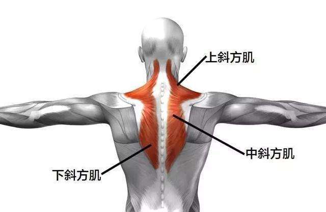 正面"倒三角"三角肌中束训练要点,打造肩宽,肩中束