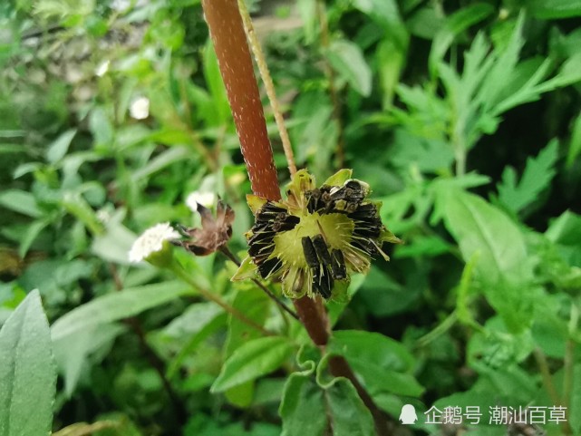 土旱莲(潮阳,白花棕草(潮阳,汕头,澄海,饶平,南澳,白花断血草(惠来