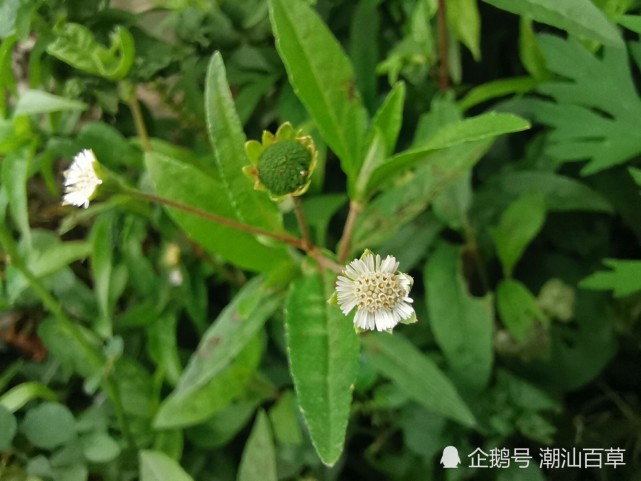 图说系列3:白花磨蜞草,早莲草.养肝益肾,凉血止血药