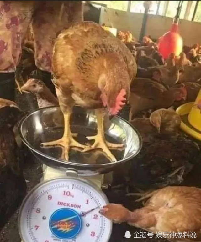 搞笑趣图:每天回寝室都有种上早朝的感觉!