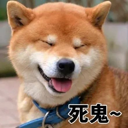 柴犬表情包系列反正隔着手机你也弄不死我