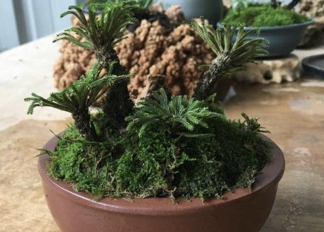 夏天,在农田里有1种"还魂草,枯萎后再次复活,顽强,价值高
