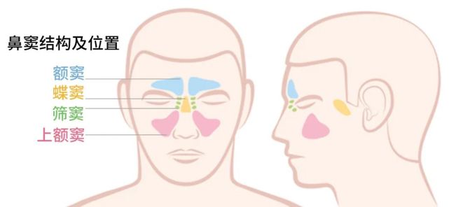 鼻窦结构及位置示意图
