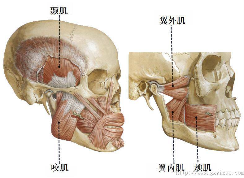 其作用是与咬肌,颞肌共同收缩时可上提下颌骨(闭口,对抗下拉下颌骨肌