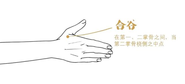 或拇,食指合拢,肌肉的最高处即是.