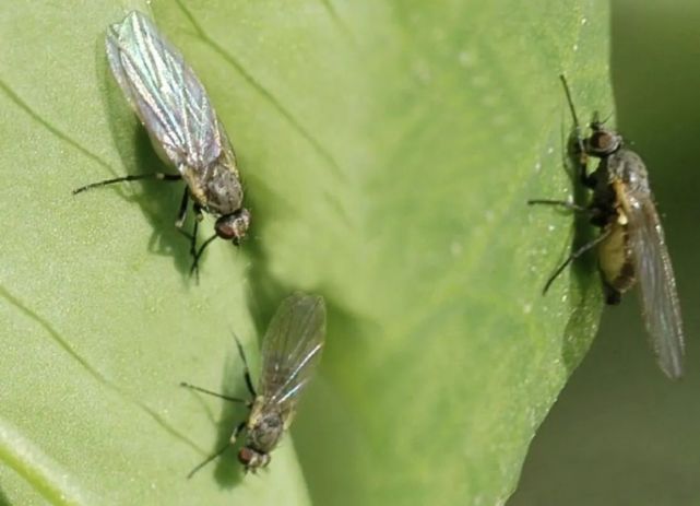 番茄斑潜蝇:成虫在叶片正面取食和产卵,刺伤叶片细胞,幼虫孵化后潜食