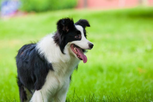 边牧专栏丨边境牧羊犬的驯养