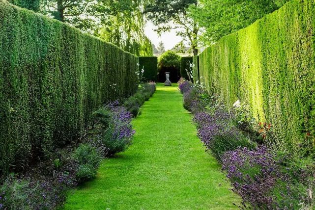 8款适合做围墙的树,通风又美观的庭院绿篱