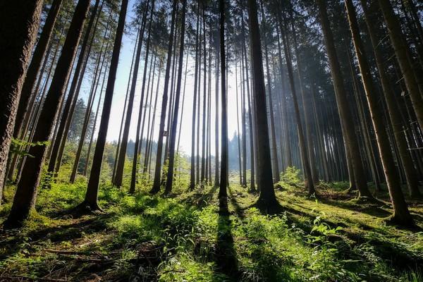全球3块大陆的大片原始森林遭到砍伐和烧毁 人类伐林导致二氧化碳增加