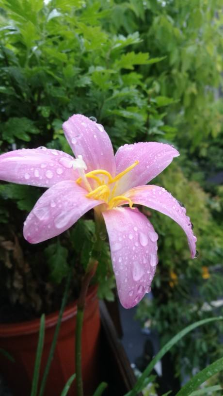 4种花喜欢淋雨下雨天搬出去花开得更娇艳