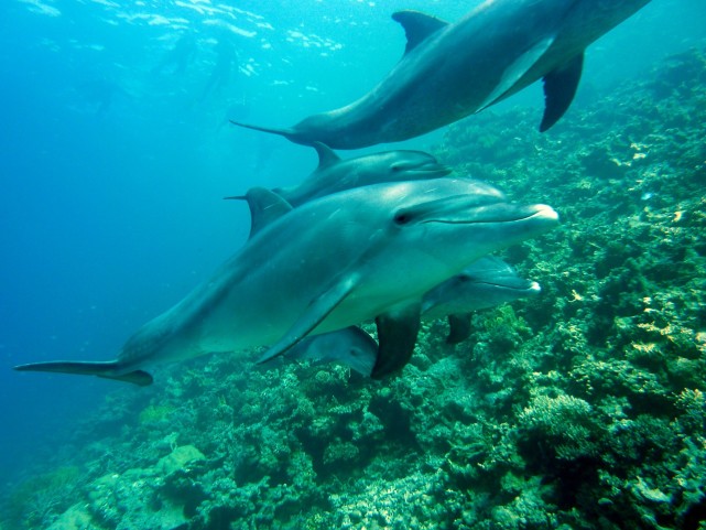 海豹 海狮 海狗 海象 海牛,你还知道哪些和陆地动物重名的水生动物吗