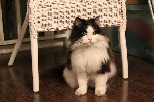 2个月小猫1天1夜没拉屎了