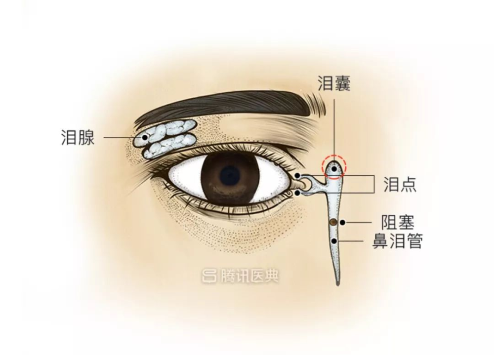 其实我们的眼泪是从眼角的泪腺里产生的,泪腺处有 10~12 条排泄管