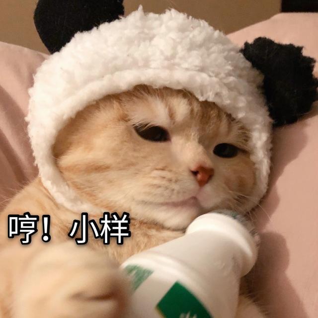 猫咪亮出"小犬牙",就暴露"小脑斧"的面目啦