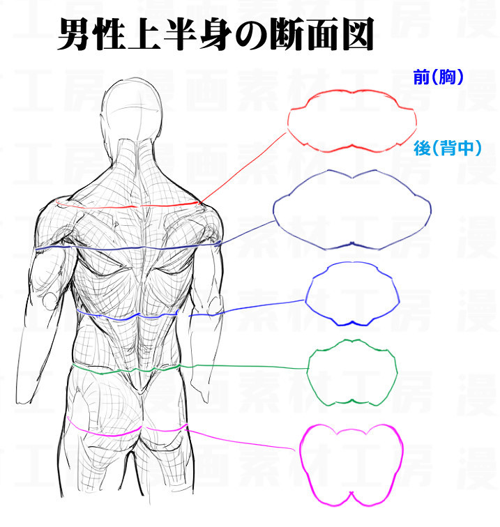 艺学绘素材库之角色人体背部肌肉结构参考图