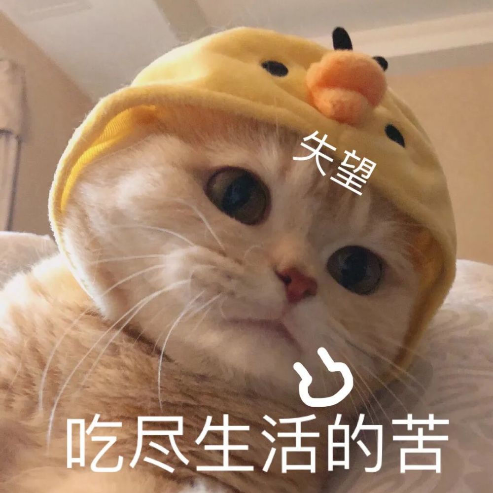 馋你表情包了和壁纸 铁粉 怎么最近更新频率越来越低了, 是在doi?