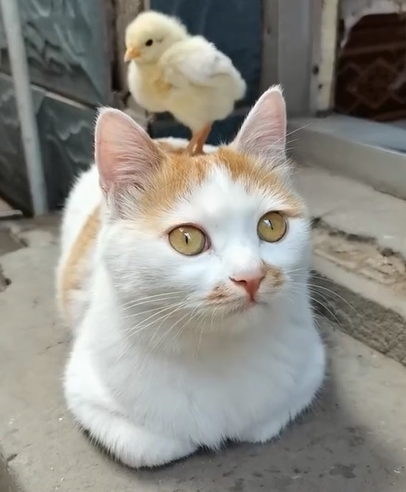 谢谢观看~天天趣图祝您开心快乐每一天!