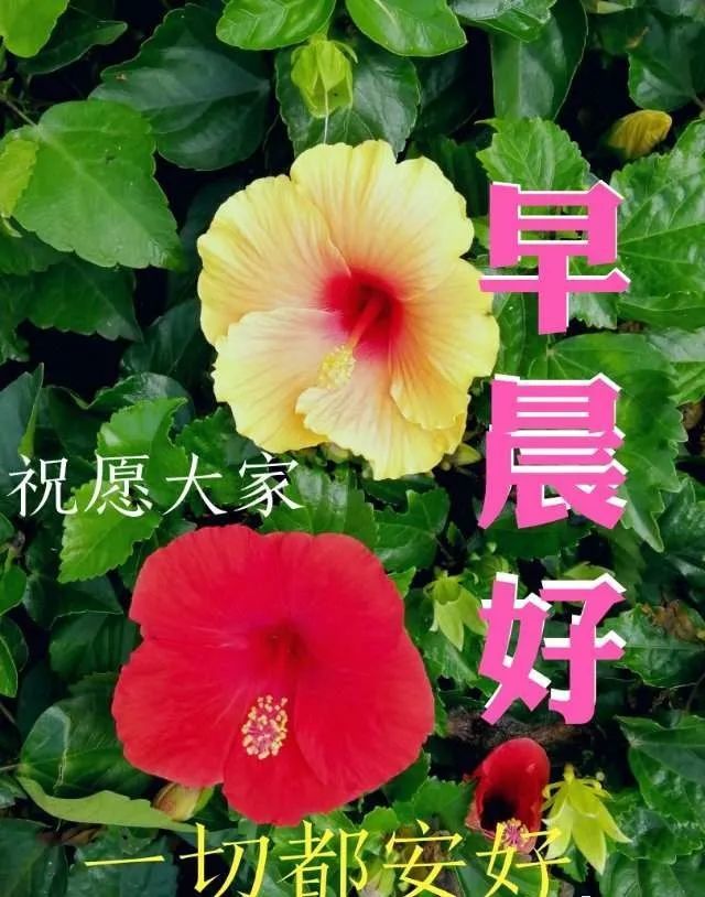 周末早上好暖心祝福问候表情带字 很美的早晨鲜花图片