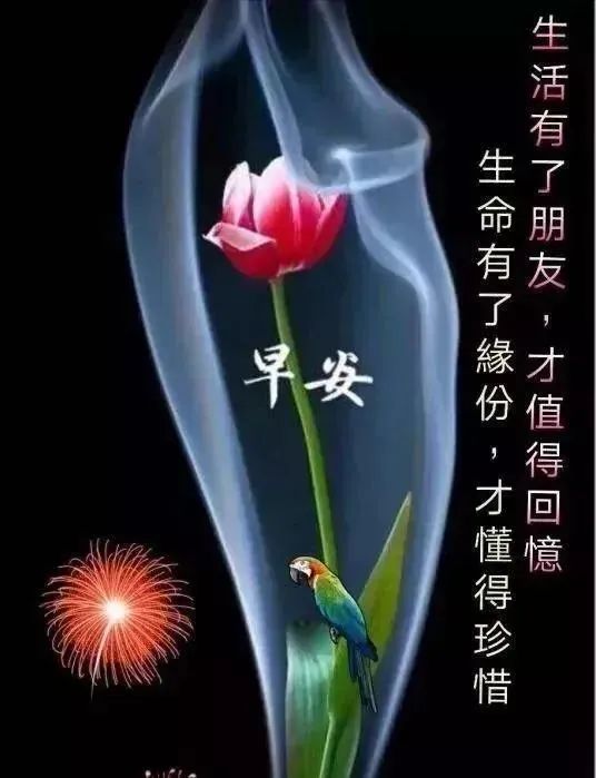 周末早上好暖心祝福问候表情带字 很美的早晨鲜花图片