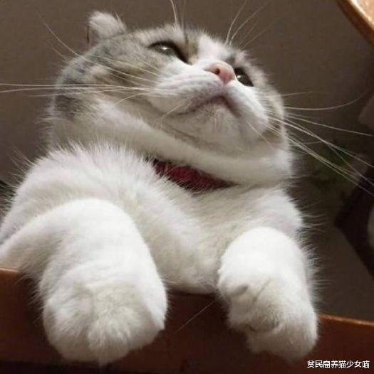 猫有双下巴是可爱,人有双下巴是胖,太真实了!