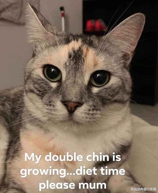 猫有双下巴是可爱,人有双下巴是胖,太真实了!
