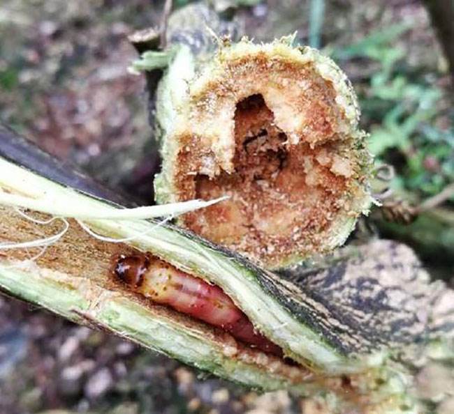 啃食猕猴桃树干,造成树体衰退或死亡,该虫害影响甚大
